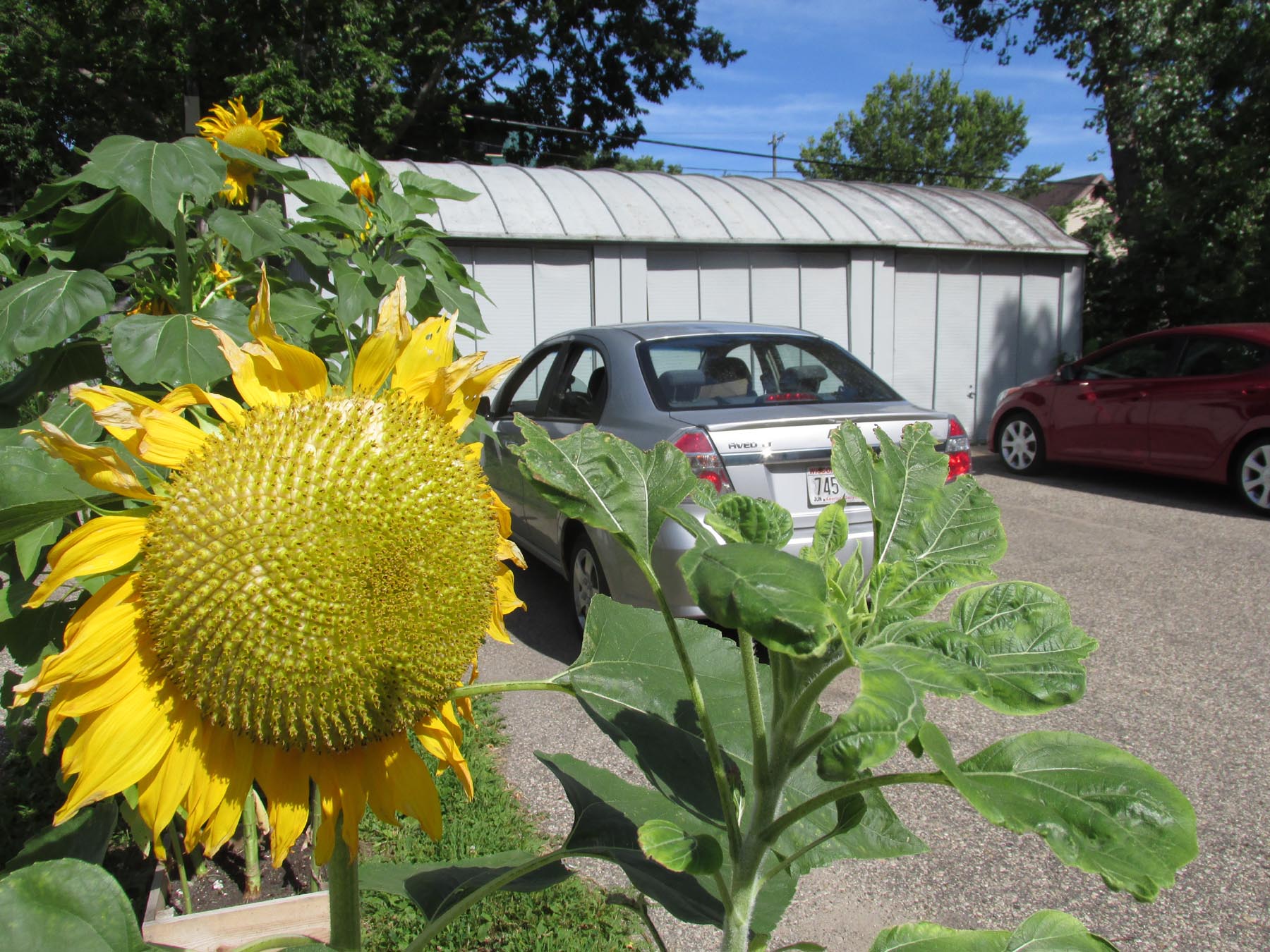 Sunflowers planted near a Trachte garage on E. Dayton.
